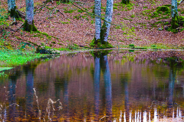 Reflejos en el bosque