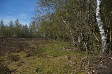 Birken Hain mit Sonne