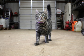Tiger striped barn cat. 