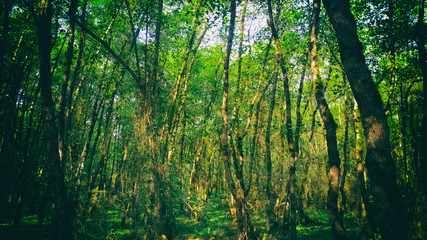 Fototapeta premium sun rays through the forest