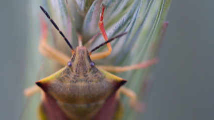 insekt, żuk © Roman