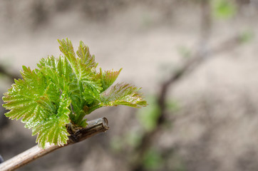 Growing grape plant in the northern Bulgaria at the dew-fall