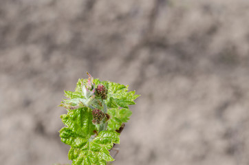Growing grape plant in the northern Bulgaria at the dew-fall