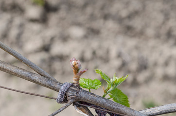 Growing grape plant in the northern Bulgaria at the dew-fall