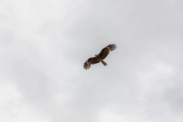 A falcon flies in the sky looking for prey over the Altai Mongolian mountains