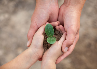 Kid's and grown-up's hands holding a young plant.