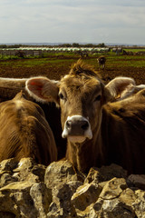 Vacas de producción de leche en establecimiento rural en Italia