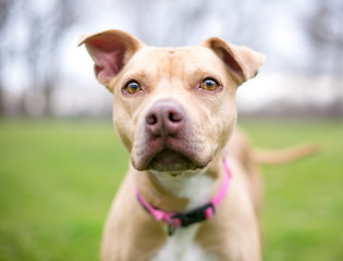 A fawn colored Pit Bull Terrier mixed breed dog with floppy ears outdoors