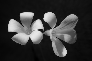 white flower on black background