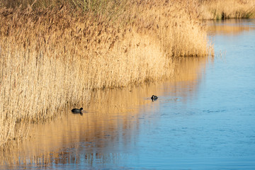 American coots, mud hens hunting at a frozen lake, Allerton Bay, Leeds, UK