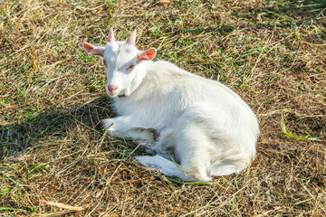 Cute young baby goat relaxing in ranch farm in summer day. Domestic goats grazing in pasture and chewing, countryside background. Goat in natural eco farm growing to give milk and cheese.