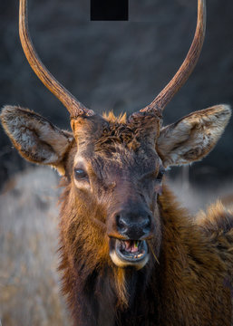 Laughing Elk