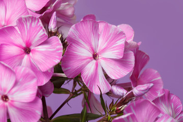 Fragment of the inflorescence of pink phlox on a purple background, macro.