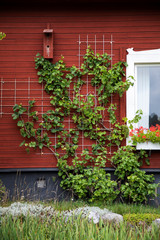 Fototapeta na wymiar Creeper vine on wooden red wall of a country house