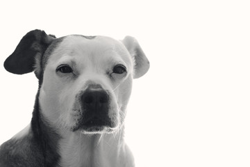 A deep look of dog pet