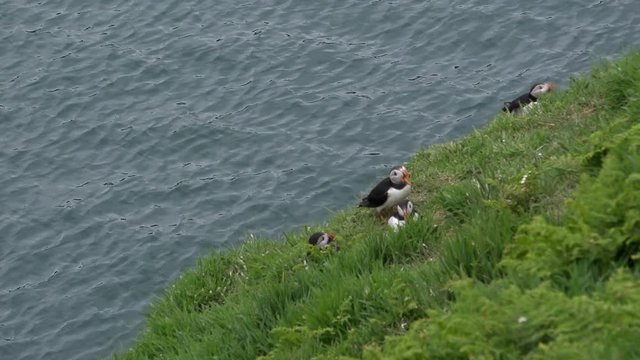 Close up of puffins on cliff in breeding plumage summer day UK 4K