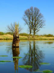 staw © Krzysztof