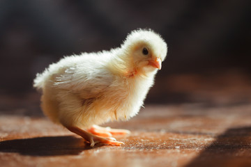 Little chicken in a country house.
