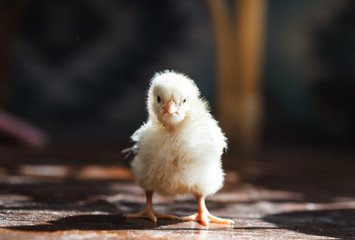 Little chicken in a country house.