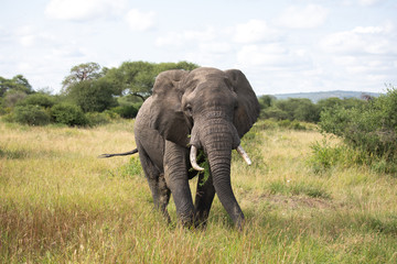 Fototapeta na wymiar elephant walking in the savannah