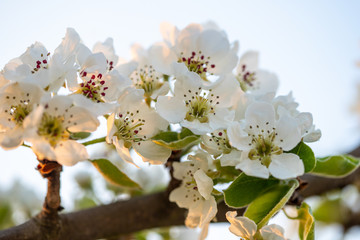 Obraz premium Birnenblüte im Gegenlicht