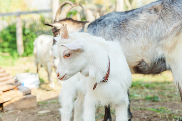 Cute young baby goat relaxing in ranch farm in summer day. Domestic goats grazing in pasture and chewing, countryside background. Goat in natural eco farm growing to give milk and cheese.