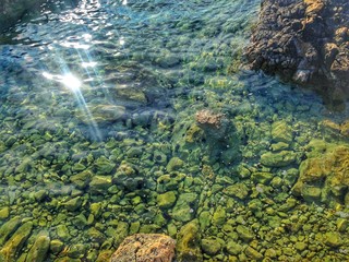 coral reef in the sea