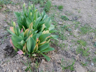 Obraz premium Wonderful tulip colors