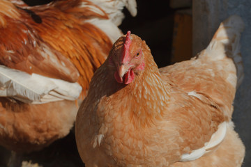 Domestic hens and rooster in a chicken coop in the spring sun.