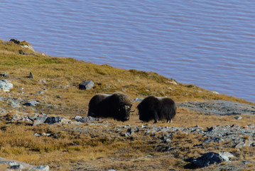 Muskox (Ovibos moschatus) in Greenland tundra