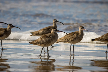 whimbrels