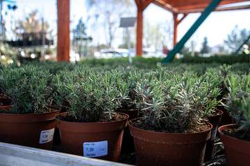 Picture of seedlings of lavender in garden shop in Wrocław, Poland