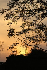 Beautiful Flowers and Birds