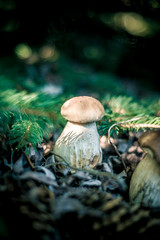 Grzybobranie © Jacek