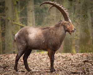 alpine ibex in the forrest