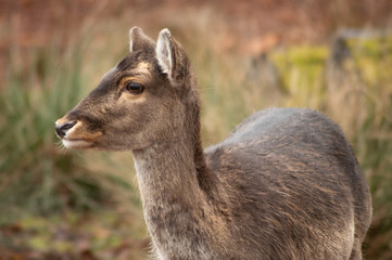young deer in the forest
