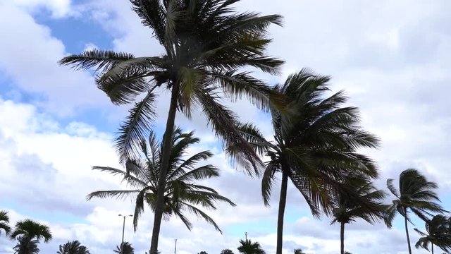 A series of palm trees with a strong wind effect on them. In the back, you can see a beautiful blue wind.