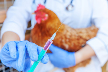 Veterinarian woman with syringe holding and injecting chicken on ranch background. Hen in vet hands for vaccination in natural eco farm. Animal care and ecological farming concept. - obrazy, fototapety, plakaty