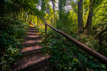 stairs in the forest