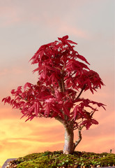 Bonsai tree. Maple palmatum deshojo. Intense red leaves in spring.