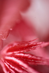 Macrophotography of Japanese maple leaf. Bonsai. Nature's delicacy in deep red. Blur with Bokeh