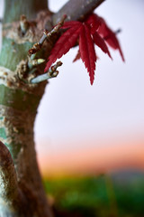 Detail of bonsai leaf of intense red colour, with out-of-focus background. Japanese maple. Acer Palmatum. 