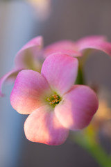 Fototapeta na wymiar Small pink flowers