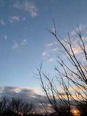 Branches and crowns of a leafless tree against a blue sky at sunset. Winter landscape of tree.