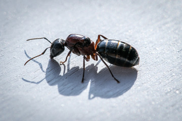 Carpenter Ant Up Close Insects 