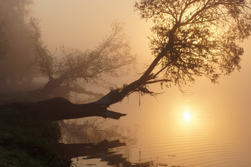 Willows, mist, water and sunrise