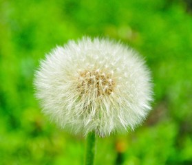 dandelion