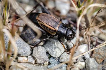 Cricket Up Close 