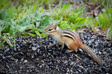 Chipmunk Up Close 