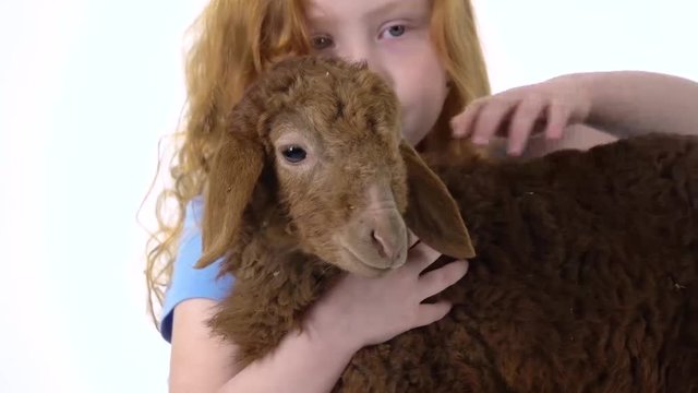 Redheaded little girl with curly hair is stroking brown lamb at white background. Slow motion. Close up